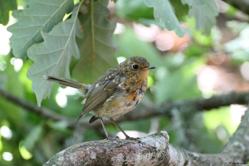 European Robin