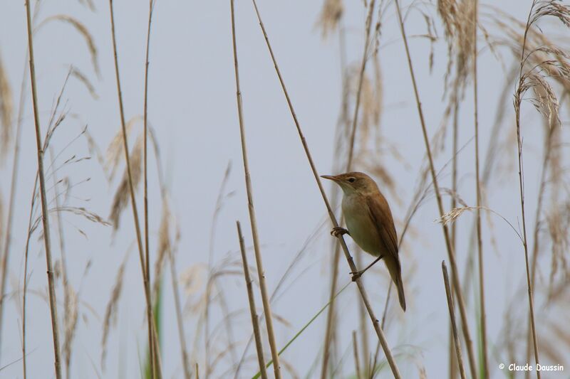 Common Reed Warbler