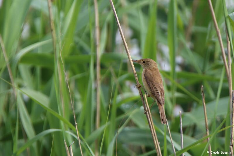 Common Reed Warbler