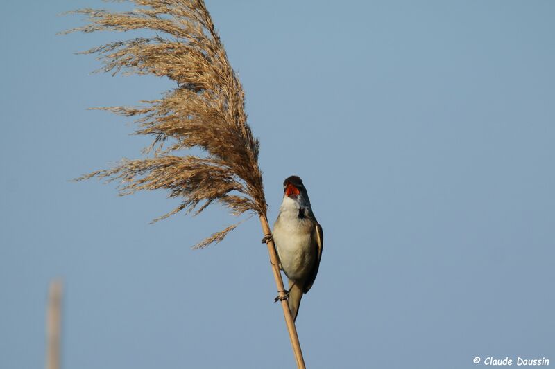 Great Reed Warbler