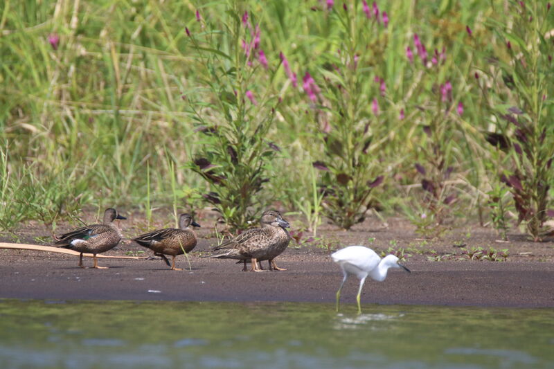 Sarcelle à ailes bleuesadulte