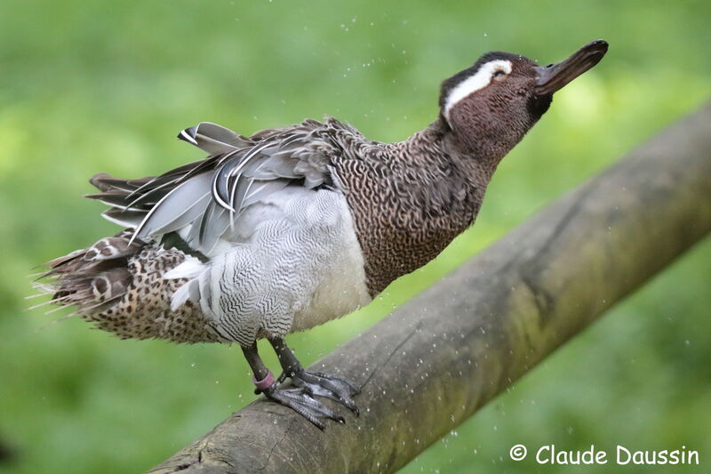 Garganey