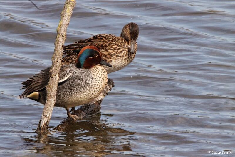 Eurasian Teal