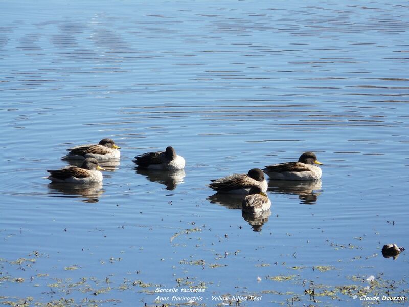 Yellow-billed Teal