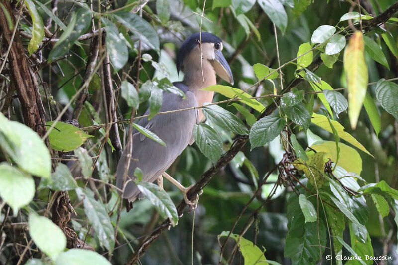 Boat-billed Heron