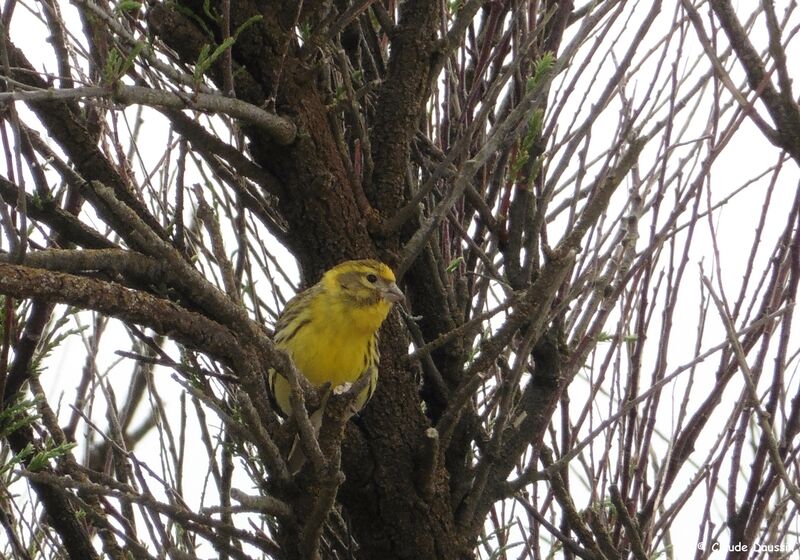 Serin cini