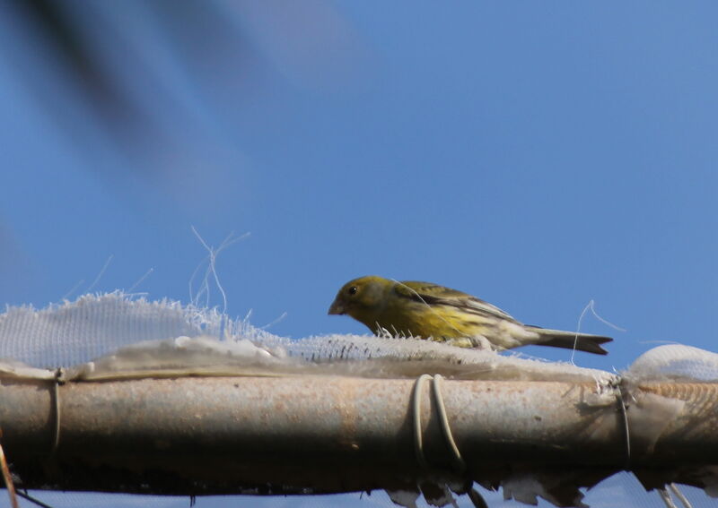 Serin des Canaries