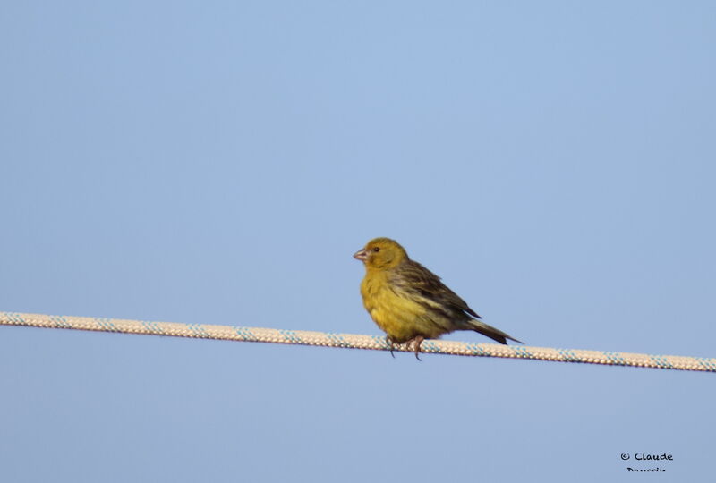 Atlantic Canary