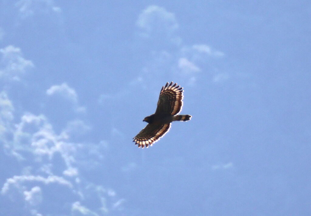 Sulawesi Serpent Eagleadult, Flight