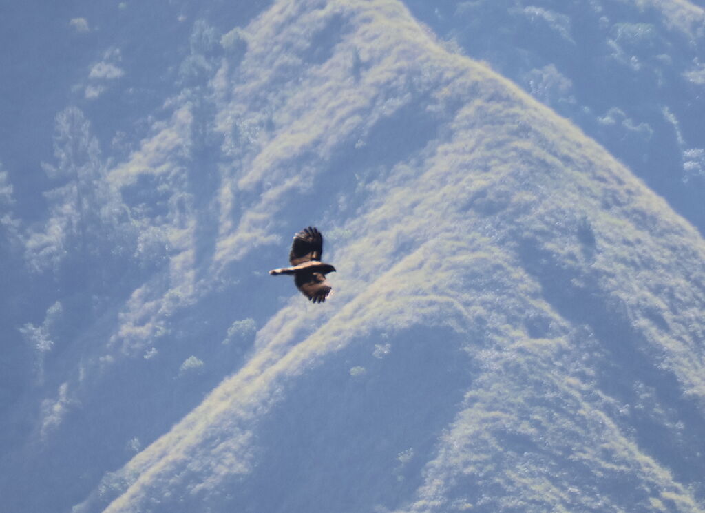 Sulawesi Serpent Eagleadult, Flight
