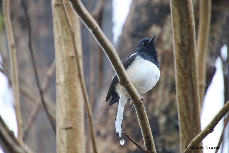 Oriental Magpie-Robin