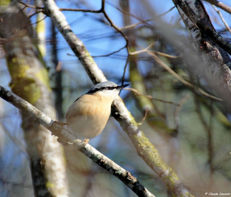 Eurasian Nuthatch