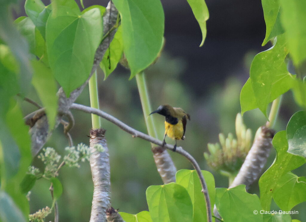 Ornate Sunbird