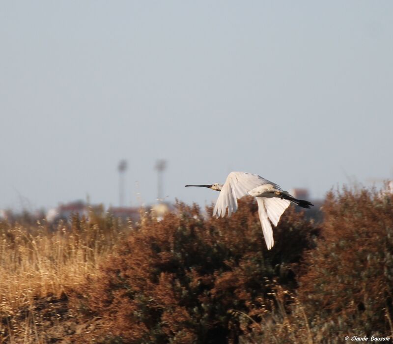 Eurasian Spoonbill