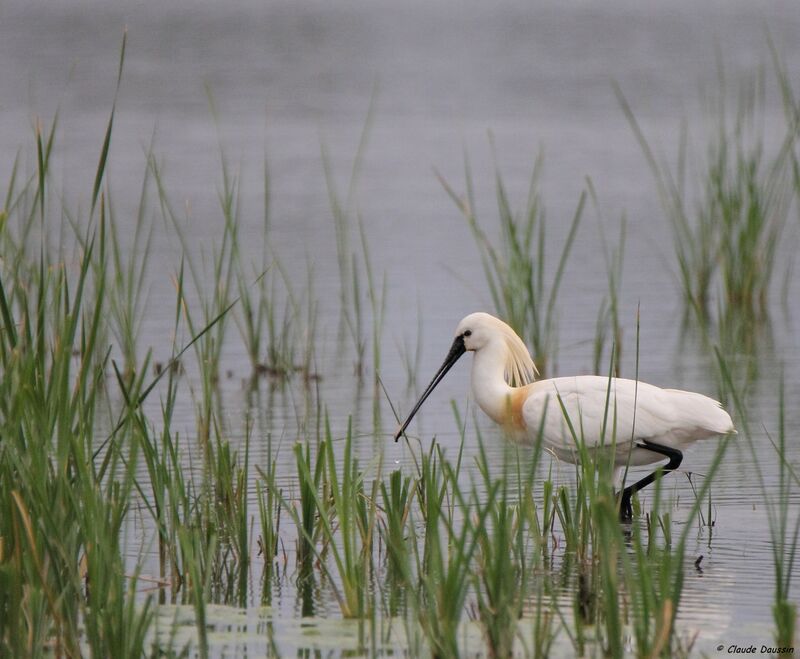 Eurasian Spoonbill