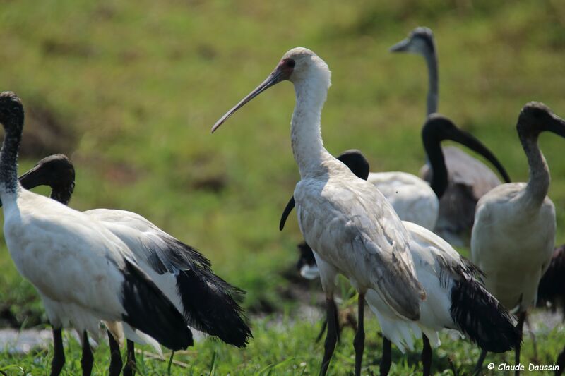 African Spoonbill