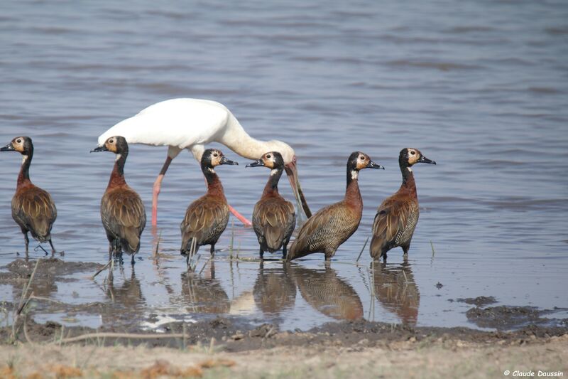 African Spoonbill