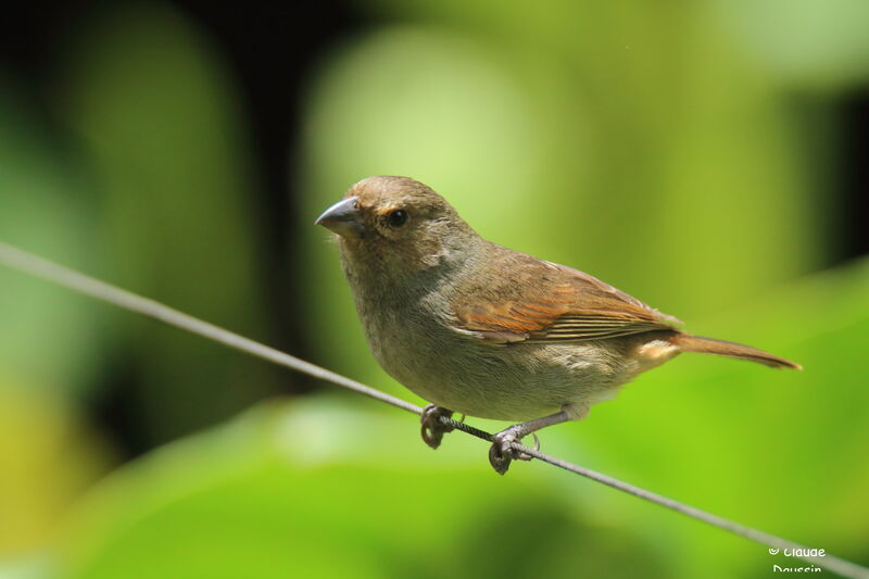 Lesser Antillean Bullfinch female