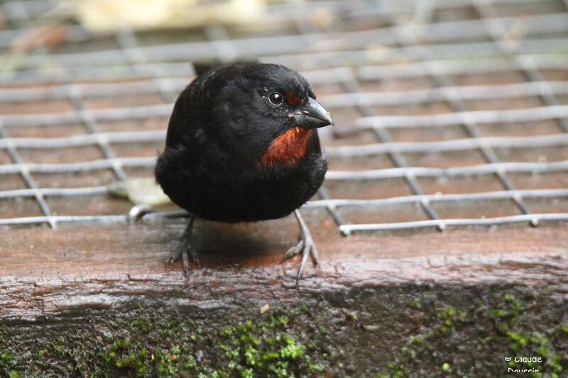 Sporophile rougegorge