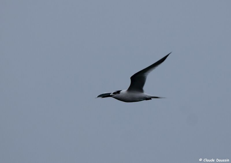 Sandwich Tern