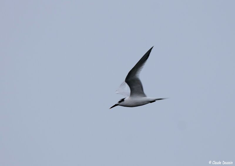 Sandwich Tern