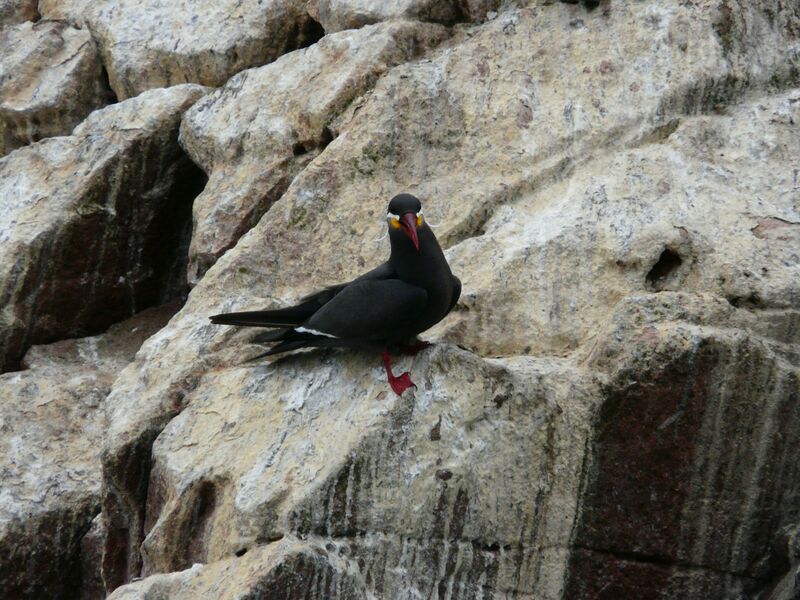 Inca Tern