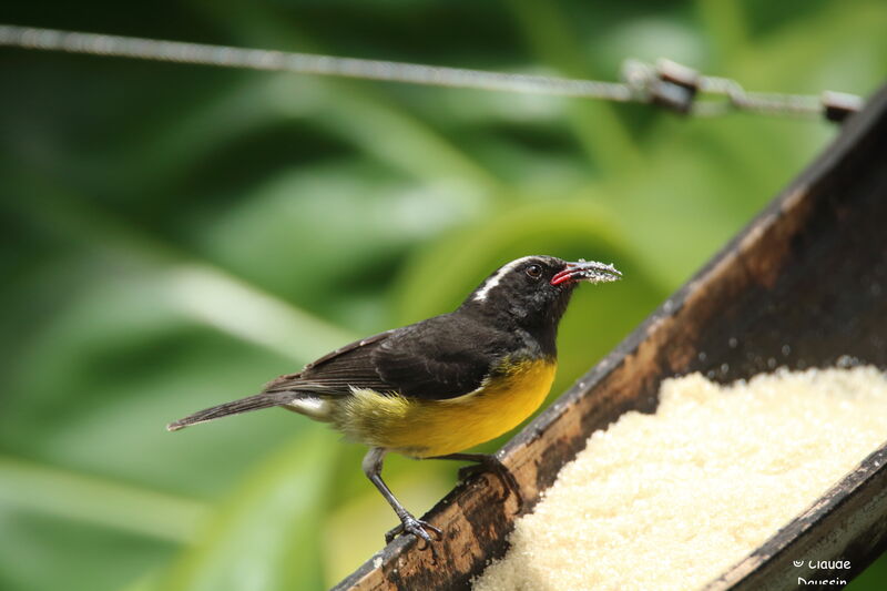 Bananaquit