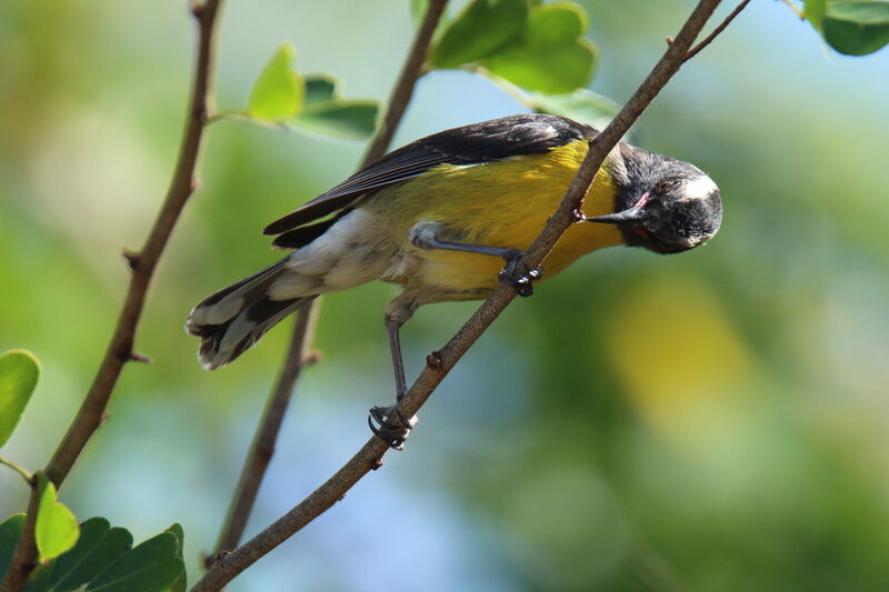 Bananaquit