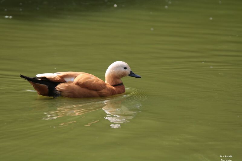 Ruddy Shelduck