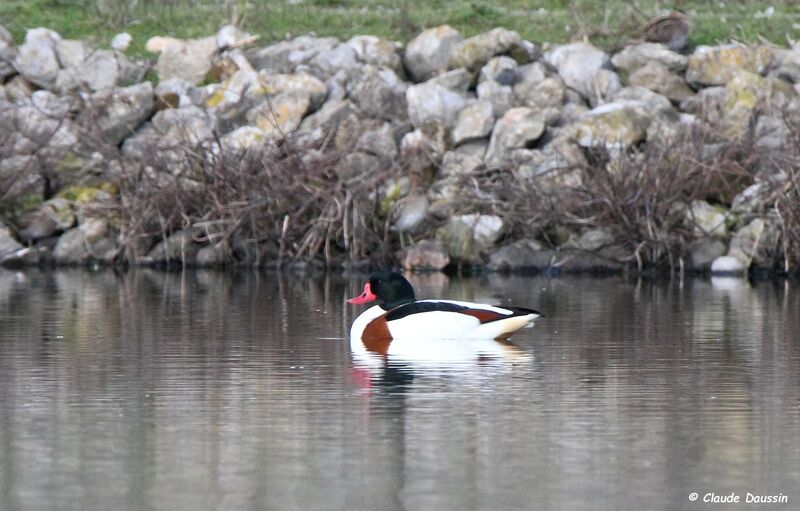 Common Shelduck