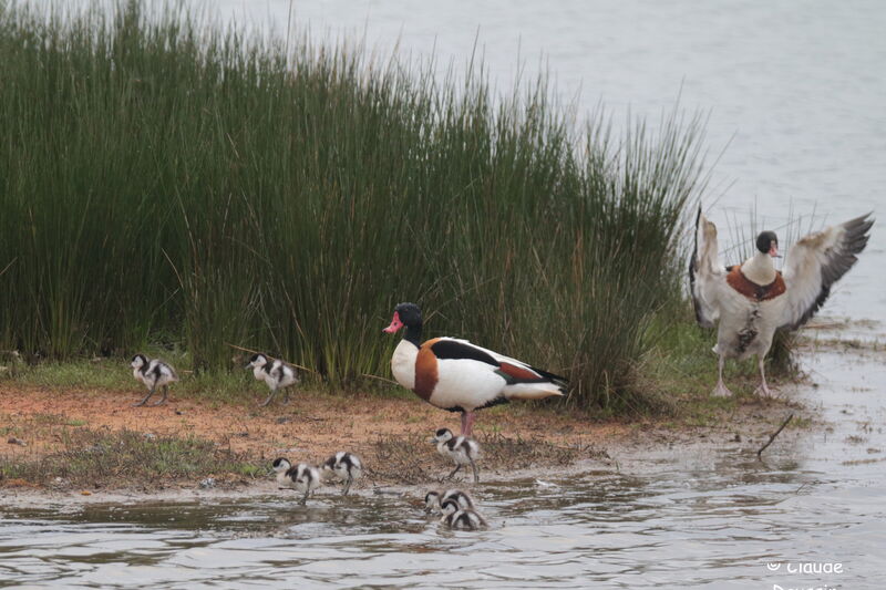 Common Shelduck