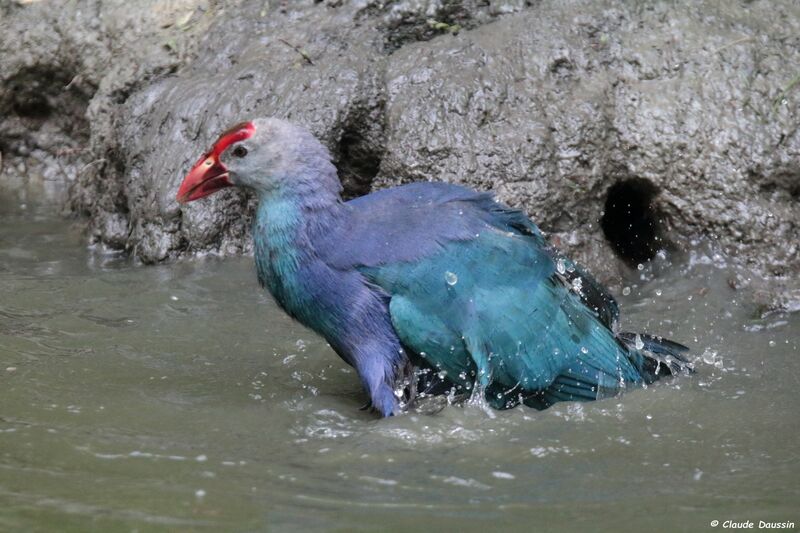 Grey-headed Swamphen