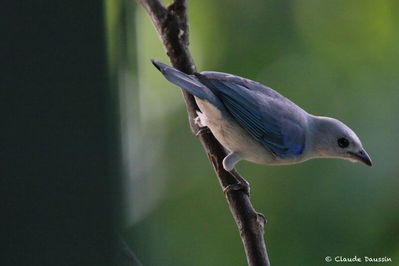 Blue-grey Tanager