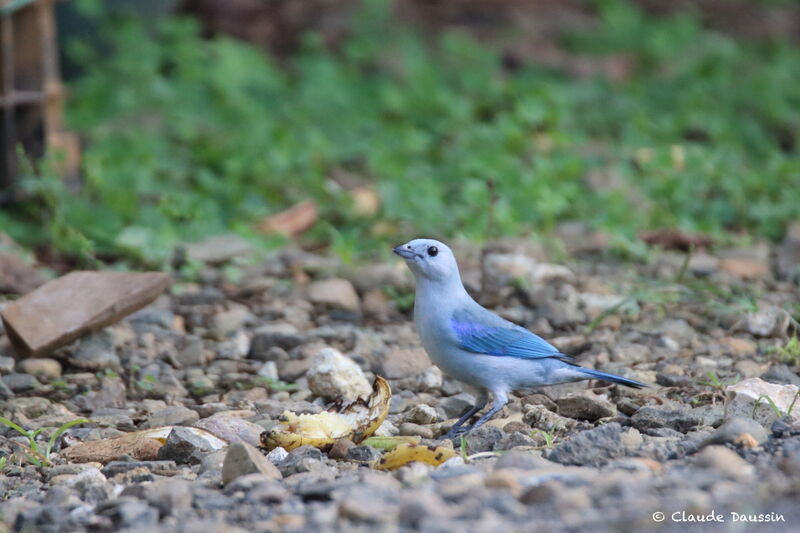 Blue-grey Tanager