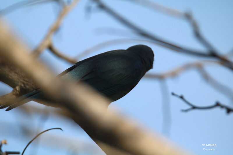 Sayaca Tanager