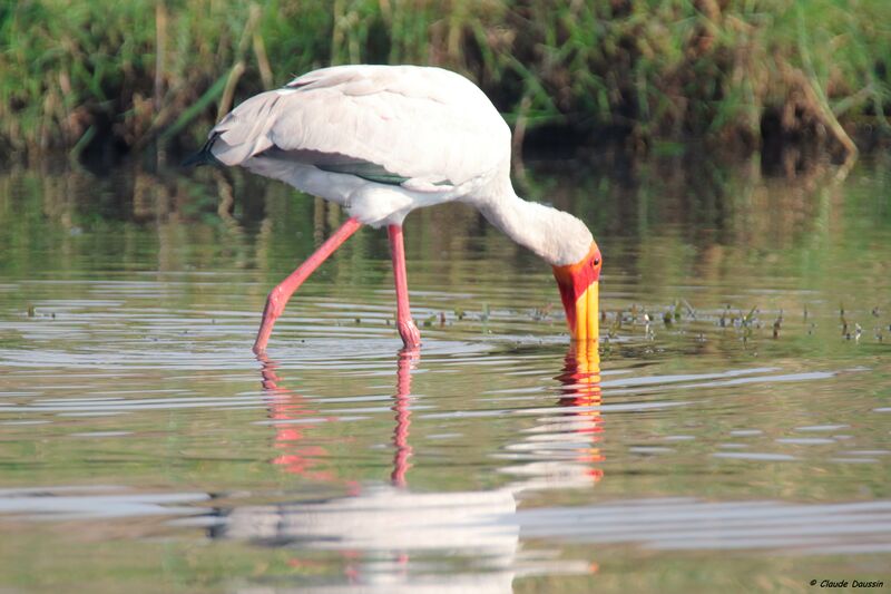 Tantale ibis