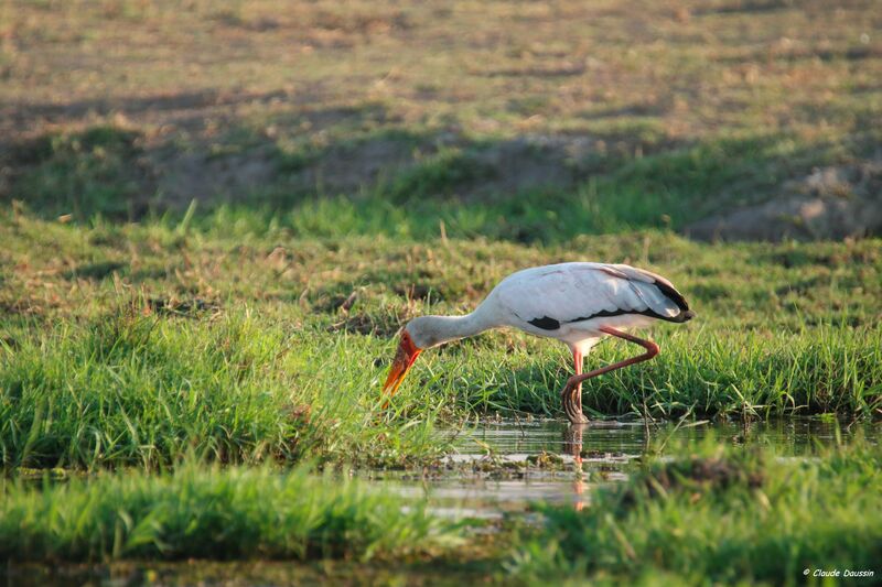 Yellow-billed Stork