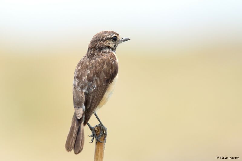 African Stonechat