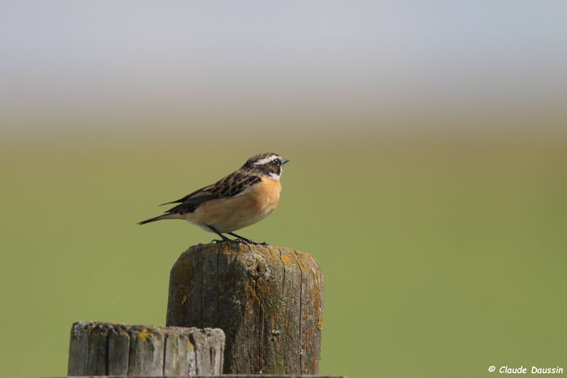 Whinchat