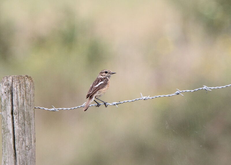 European Stonechat