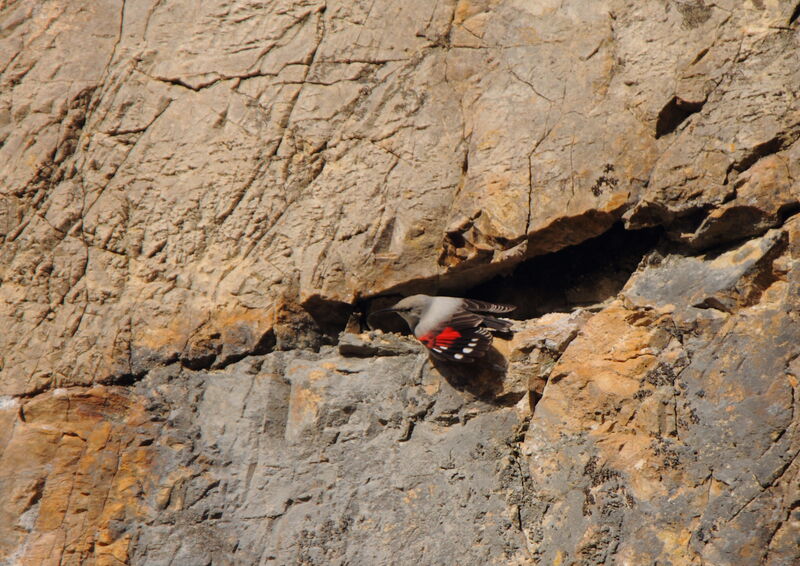 Wallcreeper