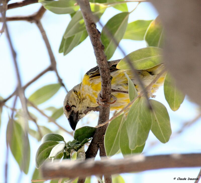 Southern Masked Weaver