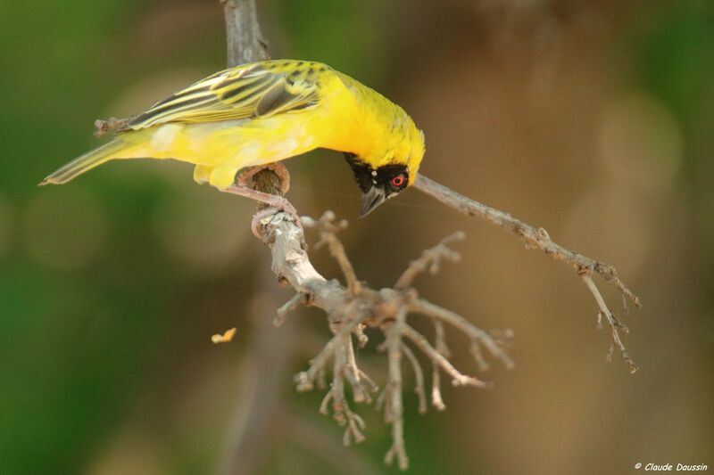 Southern Masked Weaver