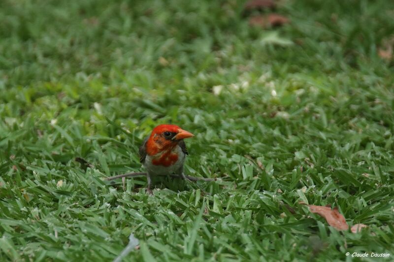 Red-headed Weaver