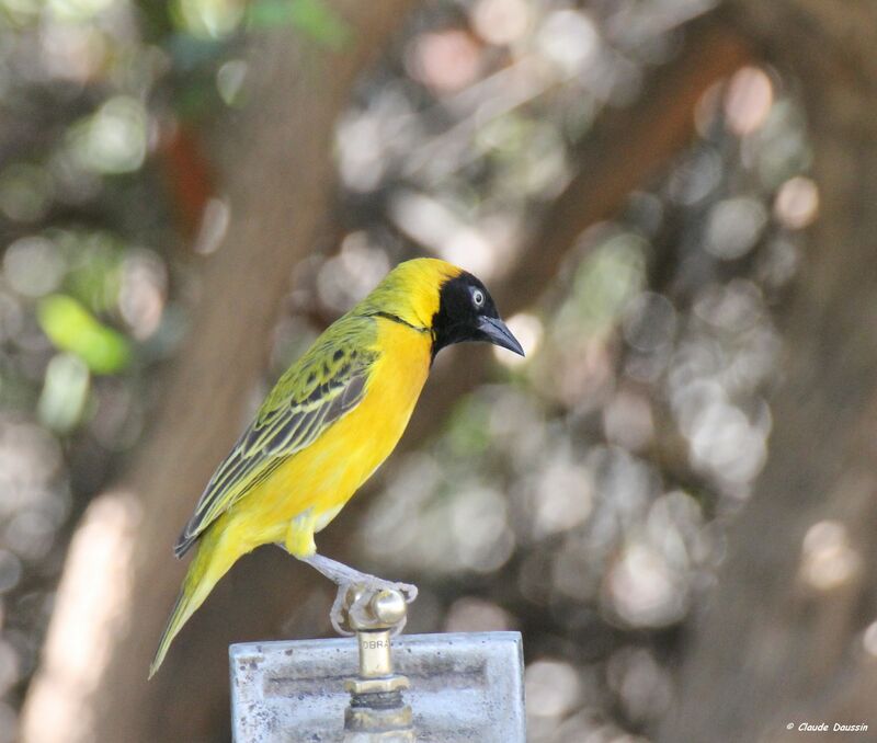 Lesser Masked Weaver