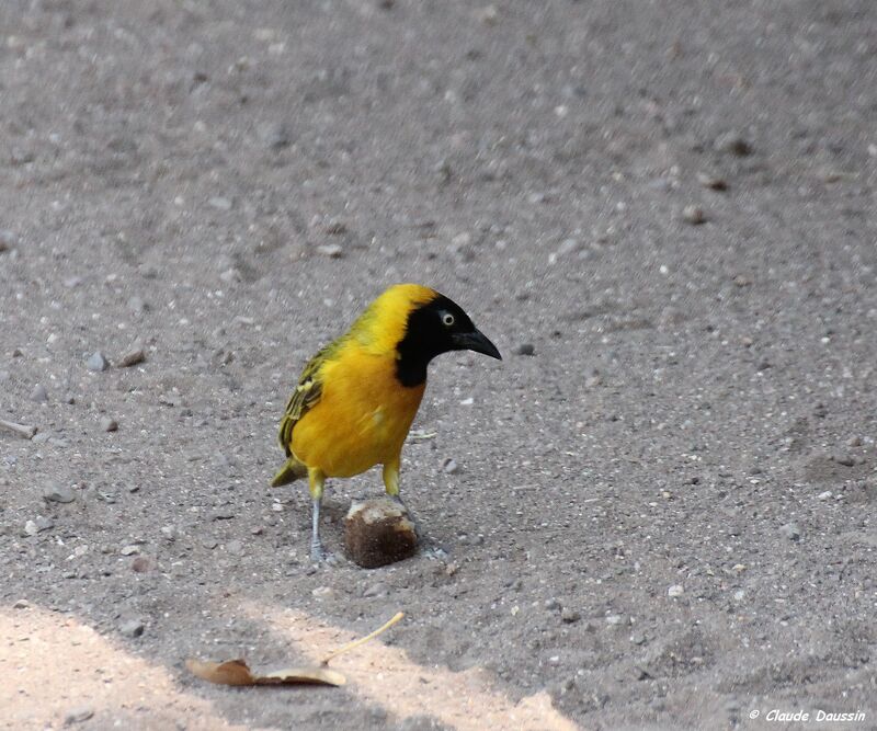 Lesser Masked Weaver