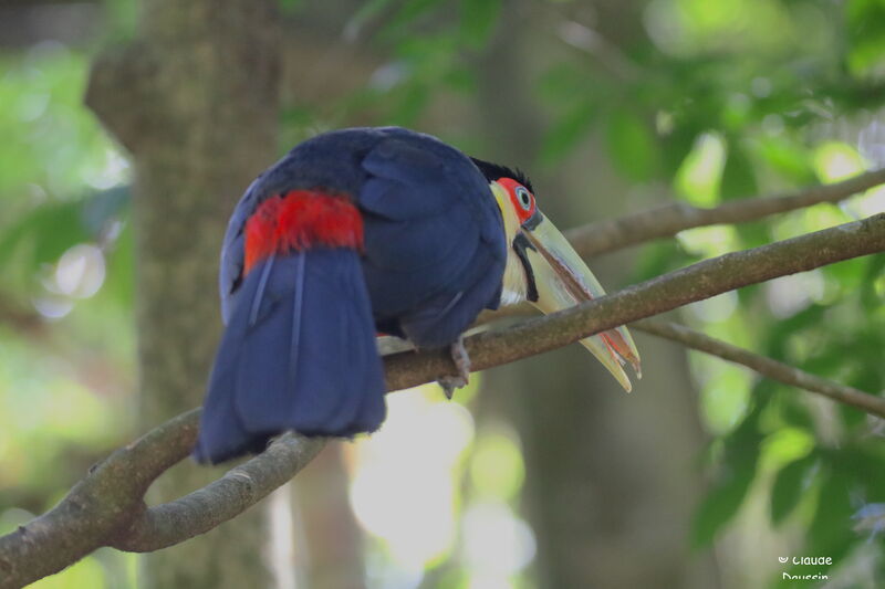 Toucan à ventre rougeadulte