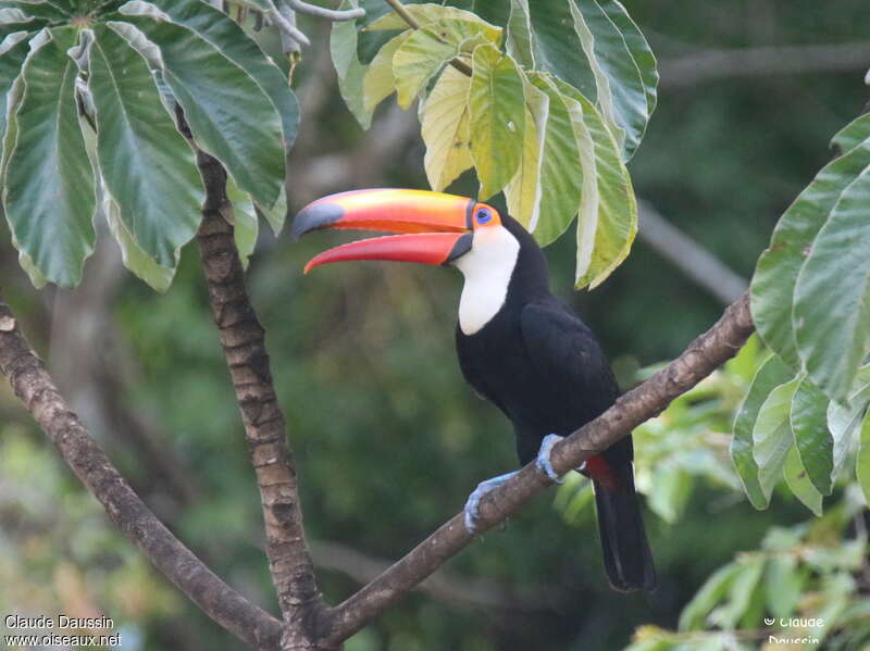 Toco Toucanadult, habitat