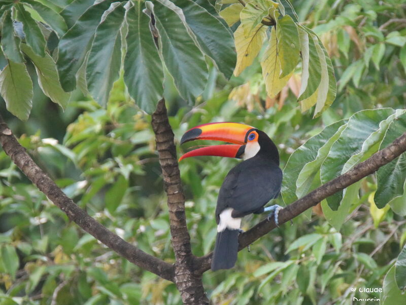 Toucan toco