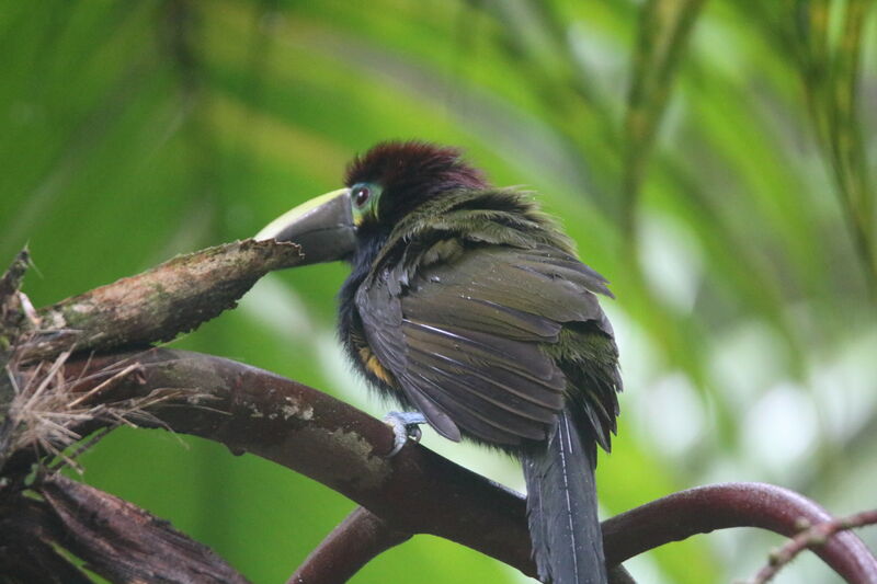 Toucanet à oreilles d'or femelle adulte